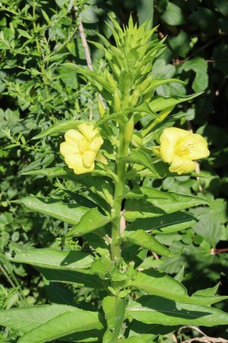 Flowers of Massapequa Preserve 2021i
