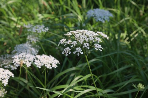 Flowers of Massapequa Preserve 2021d