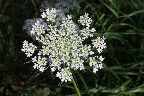 Flowers of Massapequa Preserve 2021b