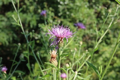 Flowers of Massapequa Preserve 2021o