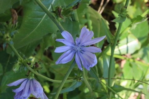 Flowers of Massapequa Preserve 2021a