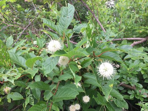 Flowers of Massapequa Preserve 2021l