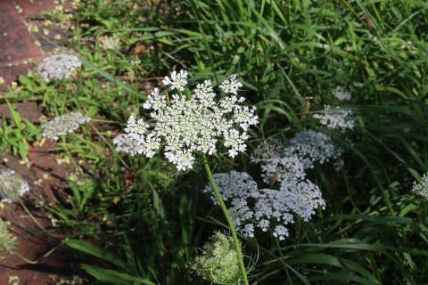 Flowers of Massapequa Preserve 2021c