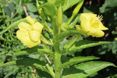 Flowers of Massapequa Preserve 2021h