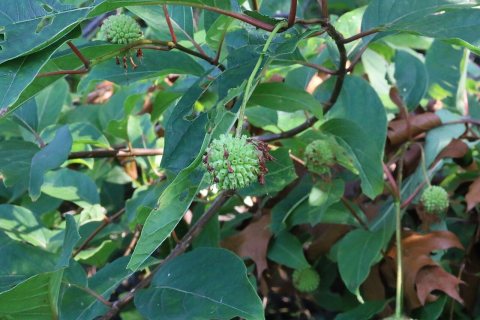 Flowers of Massapequa Preserve 2021m