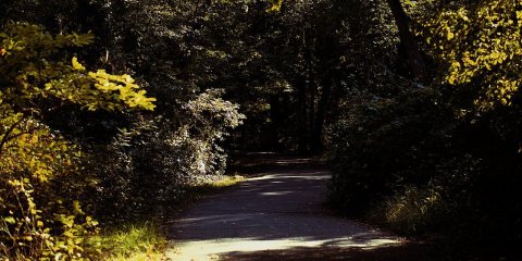 A Late Afternoon Stroll in the Massapequa Preserve