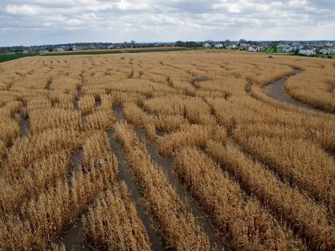 World's biggest corn maze