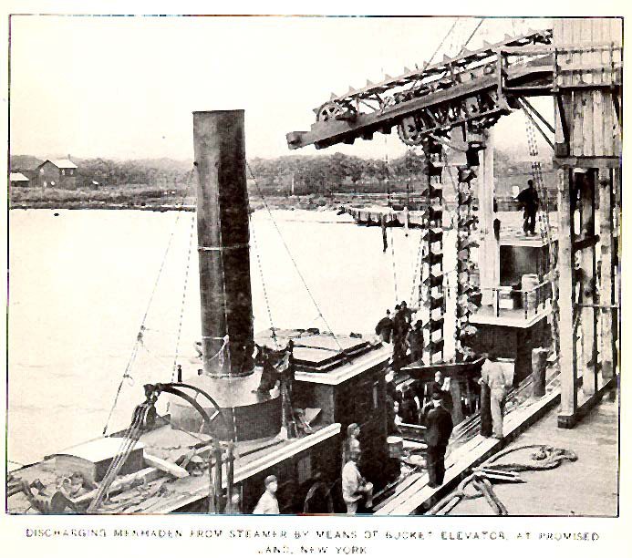 FMIB 32580 Discharging Menhaden from Steamer by Means of Bucket Elevator
