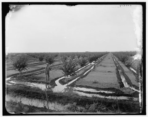 Man in irrigated orchard, probably Pontiac, Ill