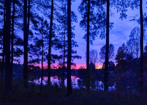 Sunset through the trees