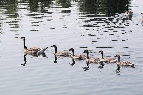 Canada goose parade