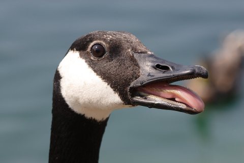 Canada goose head detail