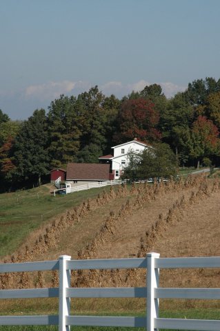 Amish Country Byway - Curving Cornstalks in a Field
