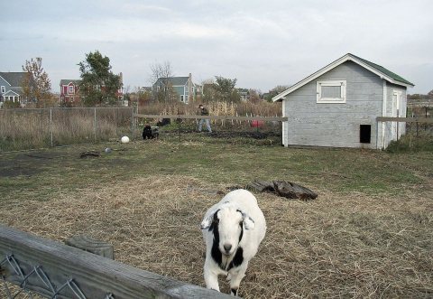 Goat coat