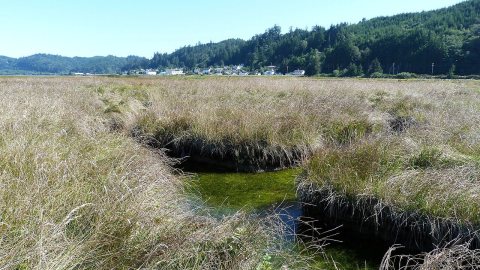Confluence of Drainage Pond sloughs