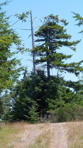 Snag above Jerden Cove