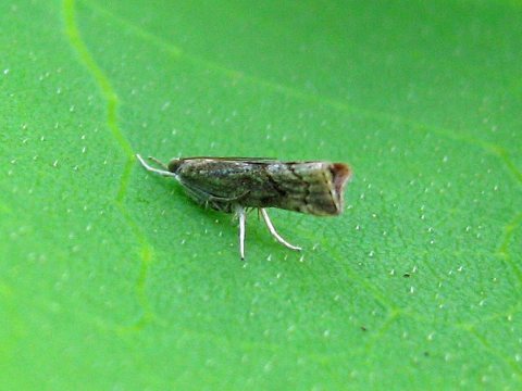 Small Moth - Flickr - GregTheBusker