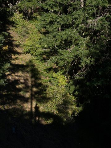 Shadow Selfie (and Tree)