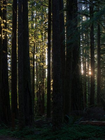 Light Through the Forest