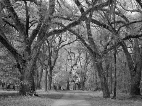 Historic Blakeley State Park, scene of the last major battle of the Civil War