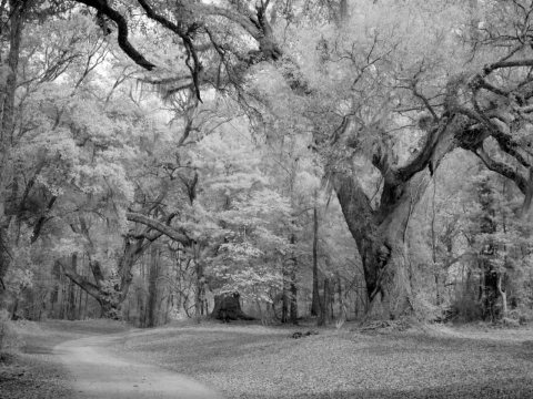 Historic Blakeley State Park, scene of the last major battle of the Civil War