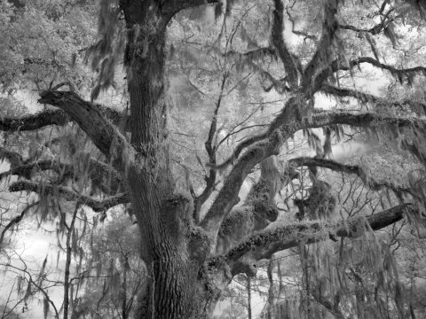 Historic Blakeley State Park, scene of the last major battle of the Civil War