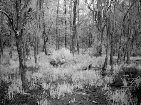 Historic Blakeley State Park, scene of the last major battle of the Civil War