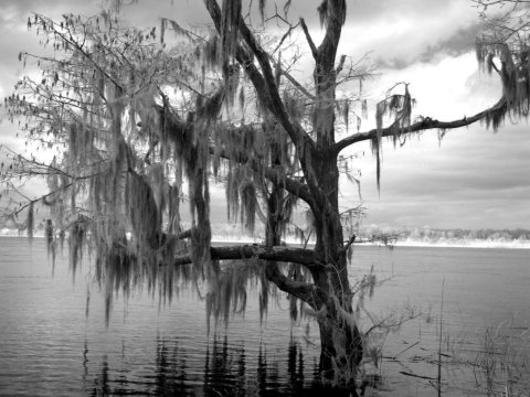 Historic Blakeley State Park, scene of the last major battle of the Civil War