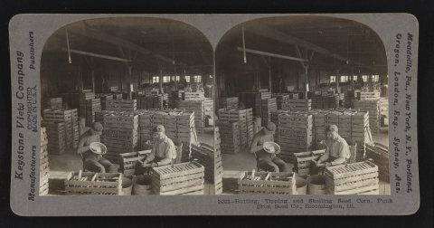 Butting, tipping and shelling seed corn Funk Bros. Seed Co