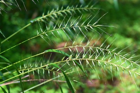 Grassy