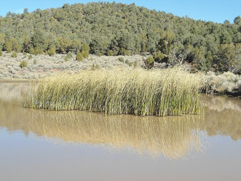 J.B. Pond