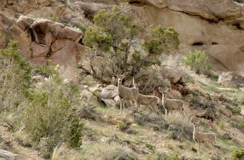 Flaming Gorge deer