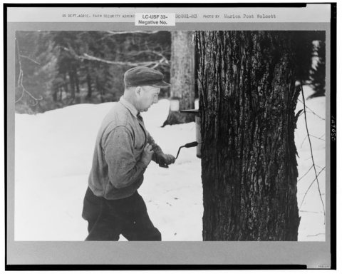 Walter Gaylord drilling hole in maple tree to get sap which is boiled down into maple syrup. Mud River Valley