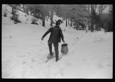 Son of Walter Gaylord gathering sap from sugar maple trees which is to be boiled down into maple syrup. Mad River Valley
