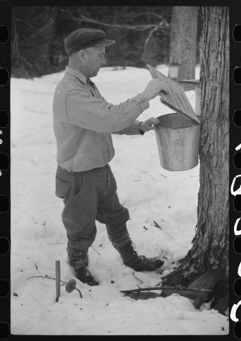 Walter Gaylord adjusting cover on bucket that catches the sap from sugar maple tree from which is made maple syrup. Mad…