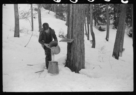 Son of Walter Gaylord pouring sap into container. The sap from sugar maple trees is boiled down into maple syrup. Mad R…