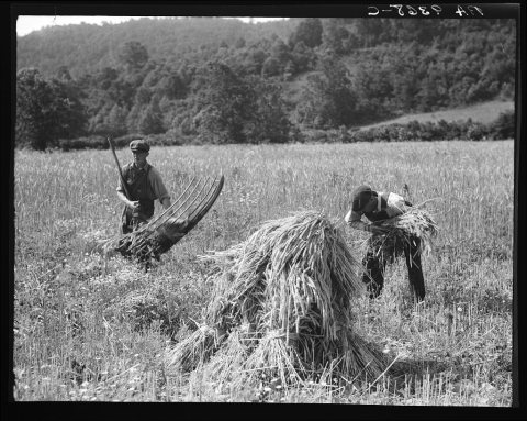 Cradling wheat near Sperryville, Virginia. A hand binder follows the mower. These men had never heard of a combine harv…