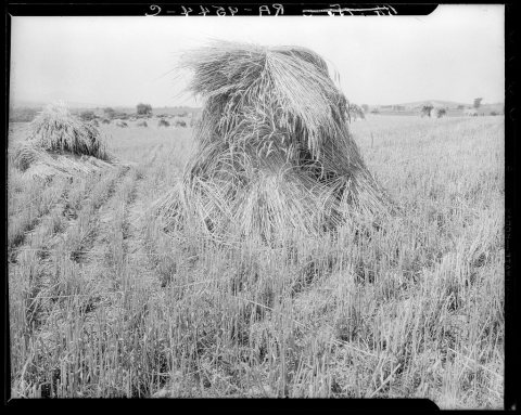 Wheat