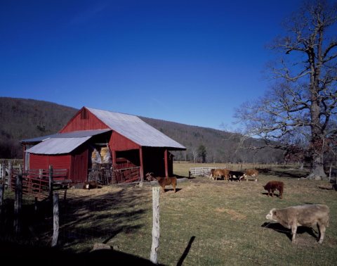 This is more of a shelter for hay bales than a barn in rural Virginia