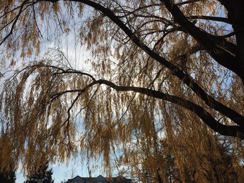 2015-12-08 12 27 26 Weeping Willow with autumn foliage along Woodland Park Road in