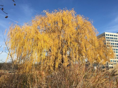 2015-12-08 12 28 34 Weeping Willow with autumn foliage along Woodland Park Road in