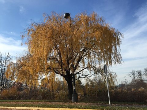 2015-12-08 12 26 07 Weeping Willow with autumn foliage along Woodland Park Road in