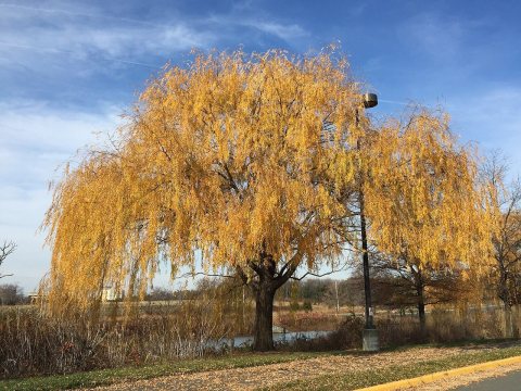 2015-12-08 12 28 19 Weeping Willow with autumn foliage along Woodland Park Road in