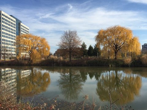 2015-12-08 12 33 16 Weeping Willows with autumn foliage next to a pond along Woodland Park Road in