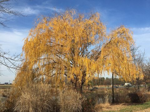 2015-12-08 12 27 04 Weeping Willow with autumn foliage along Woodland Park Road in