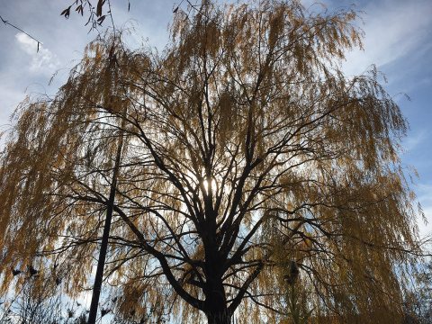 2015-12-08 12 26 48 Weeping Willow with autumn foliage along Woodland Park Road in