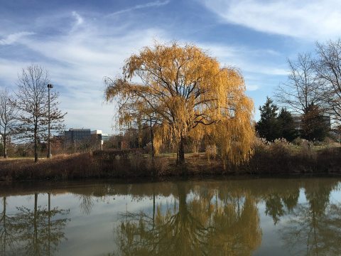 2015-12-08 12 32 09 Weeping Willow with autumn foliage next to a pond along Woodland Park Road in