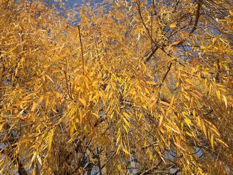 2015-12-08 12 29 09 Weeping Willow autumn foliage along Woodland Park Road in