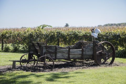 The chicken on an old wagon on a Hendricks County, Indiana, farm, near the town of Lizton, could qualify as art but the…