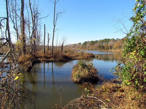 Dutch Gap Conservation Area Chester VA 8643